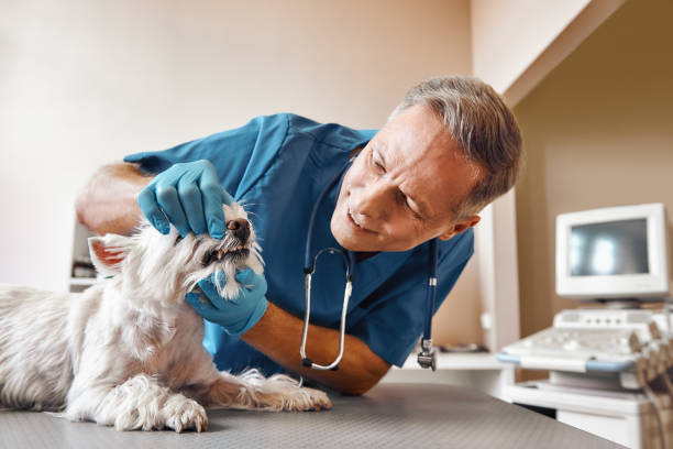 Best Same-Day Emergency Dental Services in Merrifield, VA